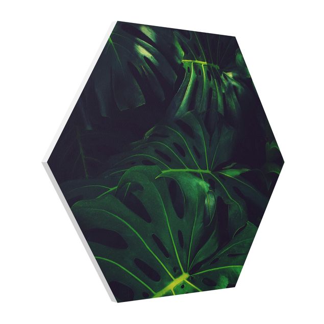 Forex hexagon - Monstera Jungle