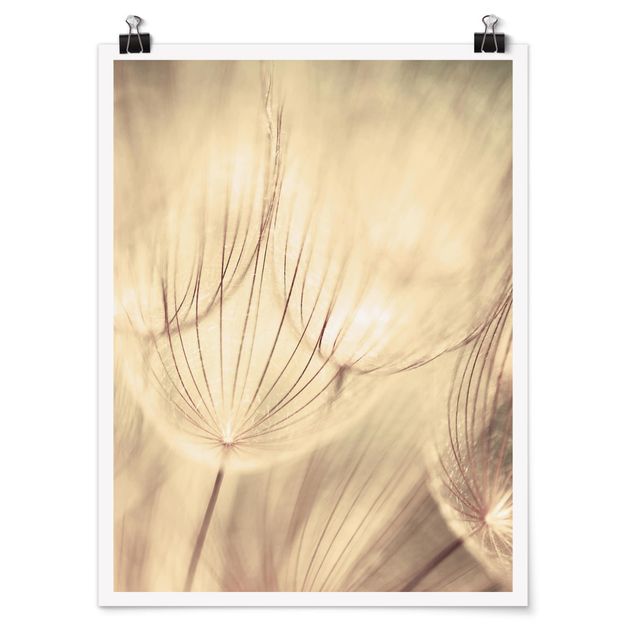 Poster - Dandelions Close-Up In Cozy Sepia Tones