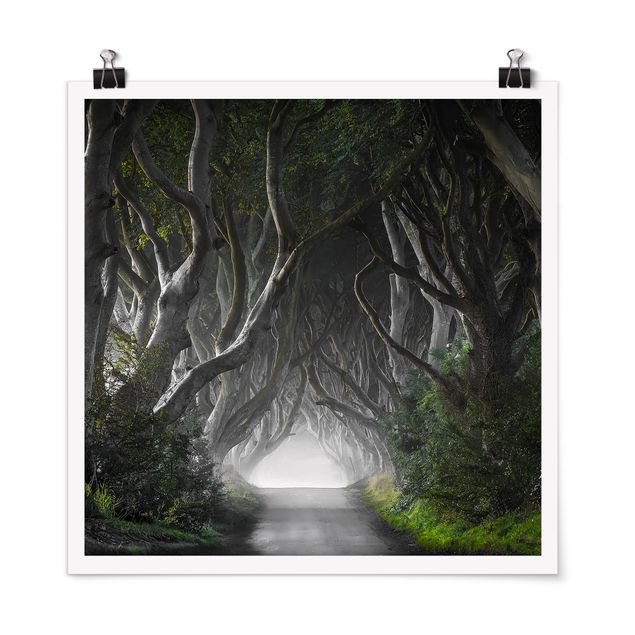Poster - Forest In Northern Ireland
