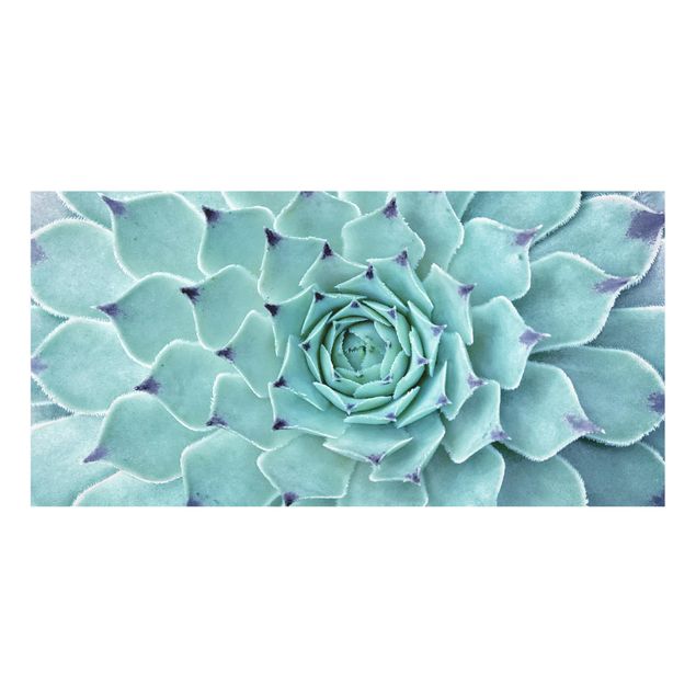 Splashback - Cactus Agave