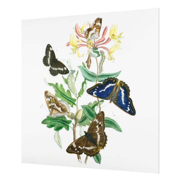 Glass Splashback - British Butterflies IV - Square 1:1