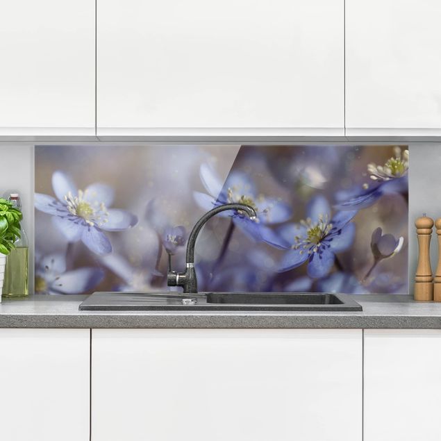 Glass splashback kitchen flower Anemone In Blue