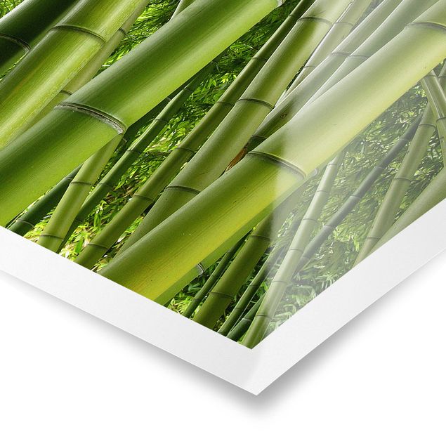 Poster - Bamboo Trees