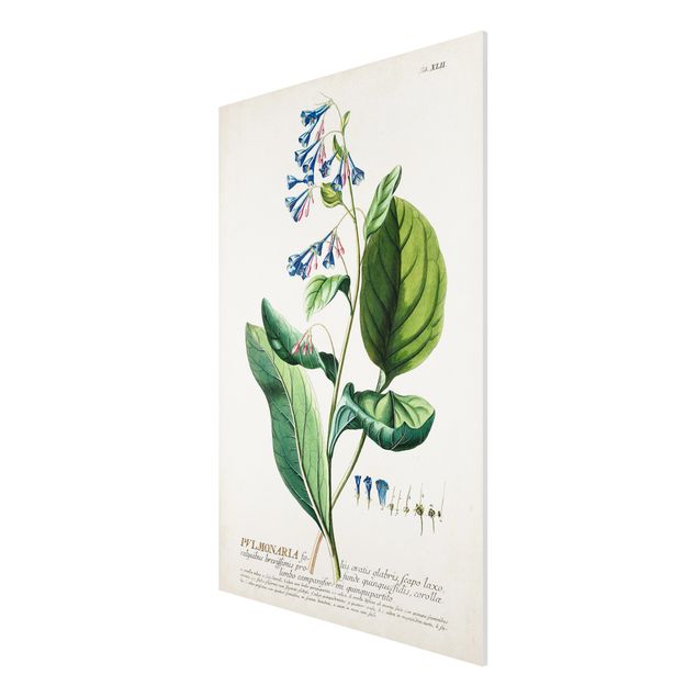 Print on forex - Vintage Botanical Illustration Lungwort