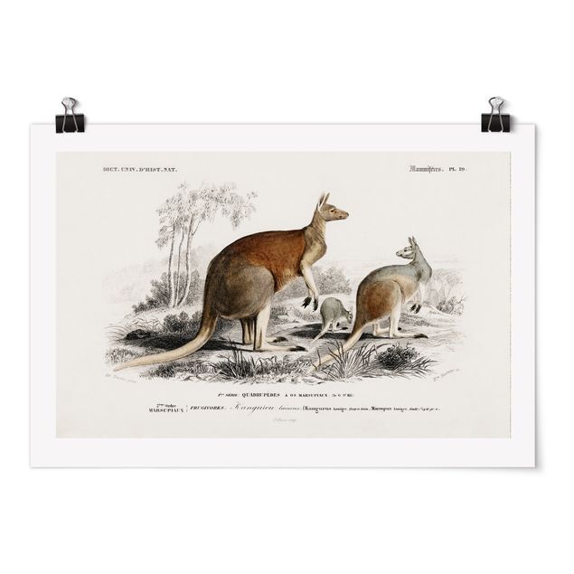 Poster - Vintage Board Kangaroo