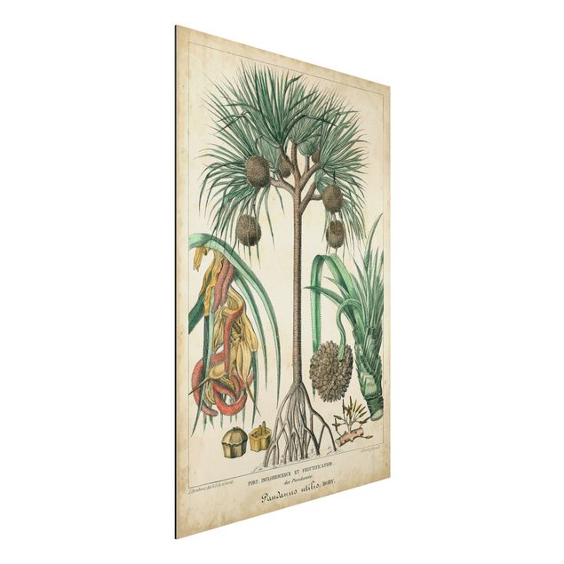Aluminium dibond Vintage Board Exotic Palms I