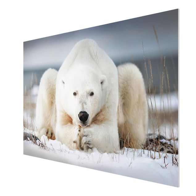 Forex print - Contemplative Polar Bear