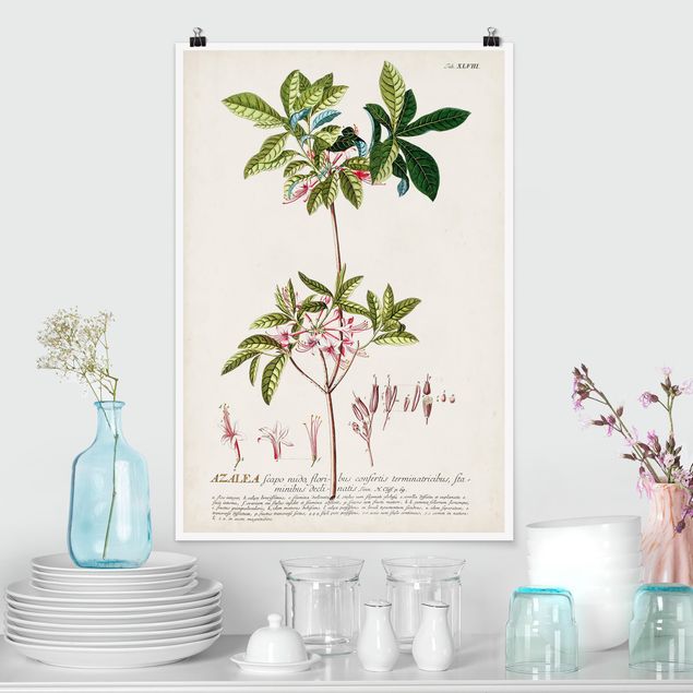 Poster - Vintage Botanical Illustration Azalea