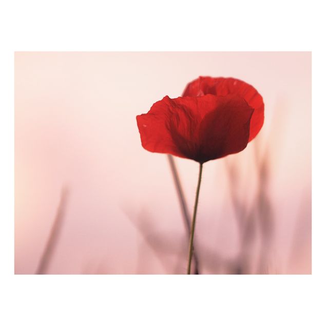 Splashback - Poppy Flower In Twilight - Landscape format 4:3