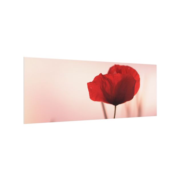 Splashback - Poppy Flower In Twilight - Panorama 5:2