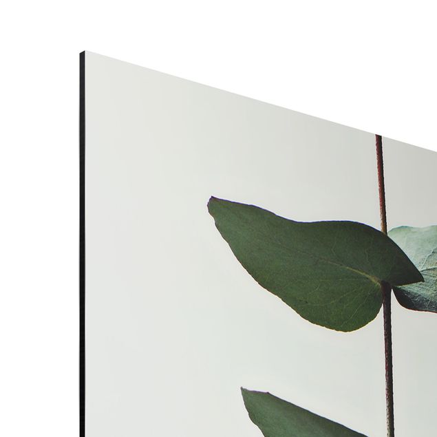 Print on aluminium - Symmetrical Eucalytus Twig