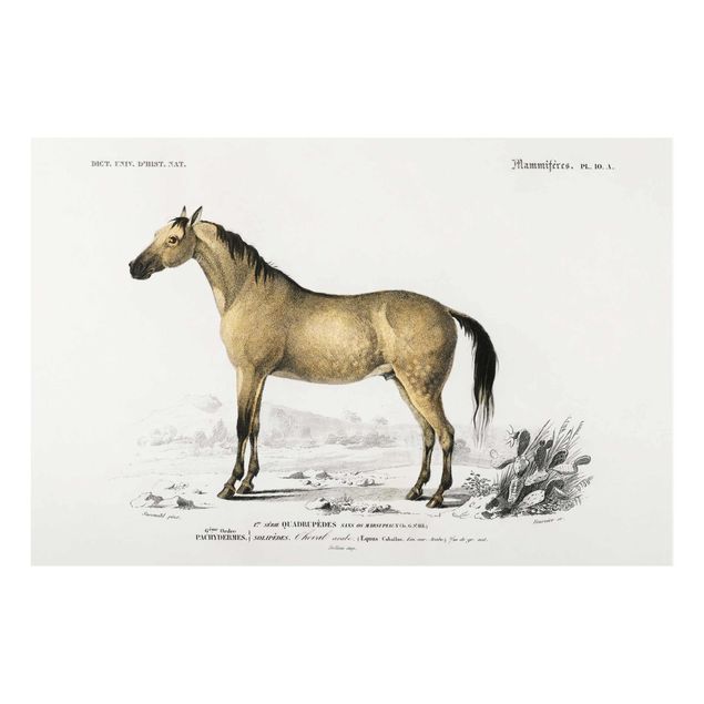 Glass print - Vintage Board Horse