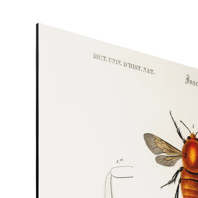 Print on aluminium - Vintage Board Insects