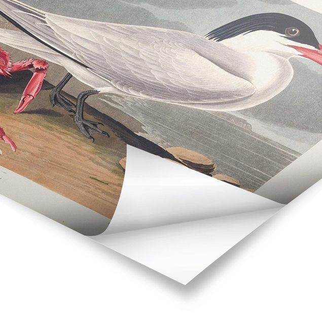 Poster - Vintage Board Sandwich Tern