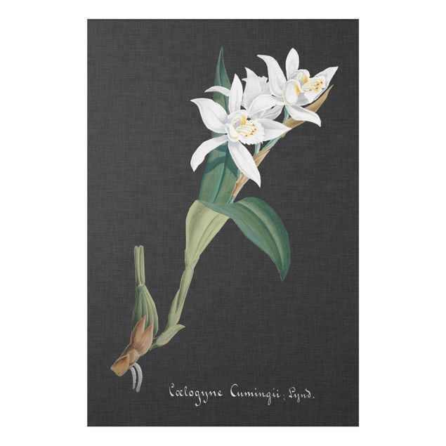 Print on forex - White Orchid On Linen II