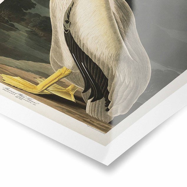 Poster - Vintage Board White Pelican