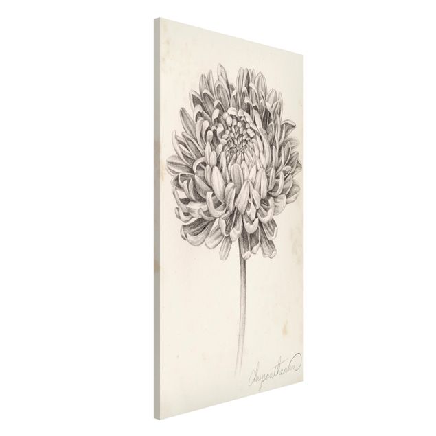 Magnetic memo board - Botanical Study Chrysanthemum II
