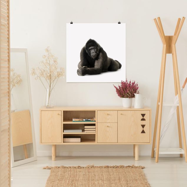 Poster - Lying Down Gorilla ll