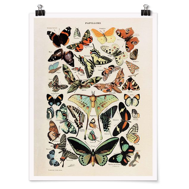 Poster - Vintage Board Butterflies And Moths