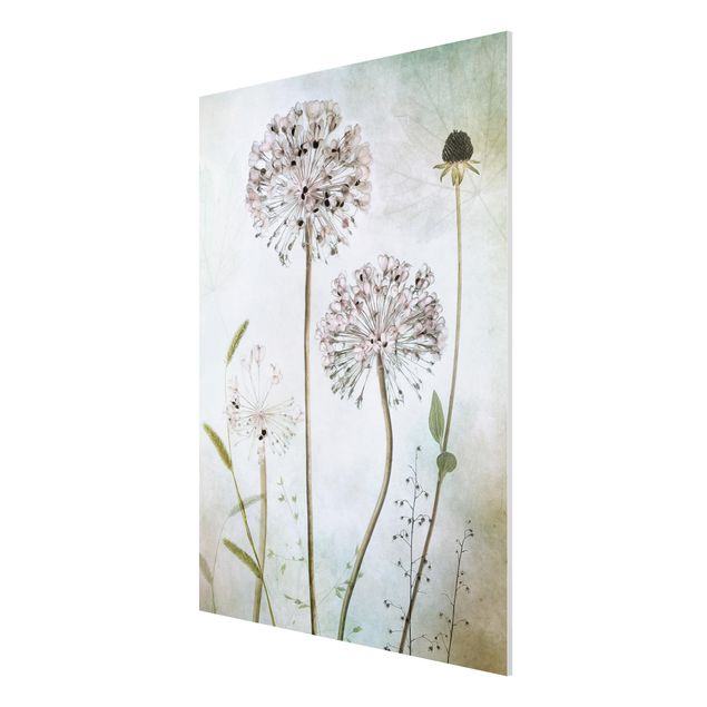 Forex print - Allium flowers in pastel
