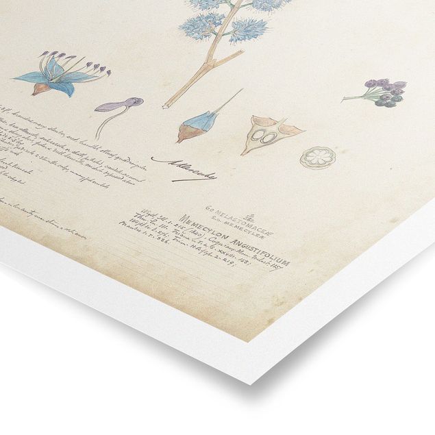 Poster flowers - Melastomataceae - Angustifolium