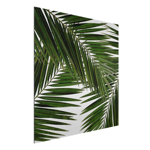 Alu dibond View Through Green Palm Leaves