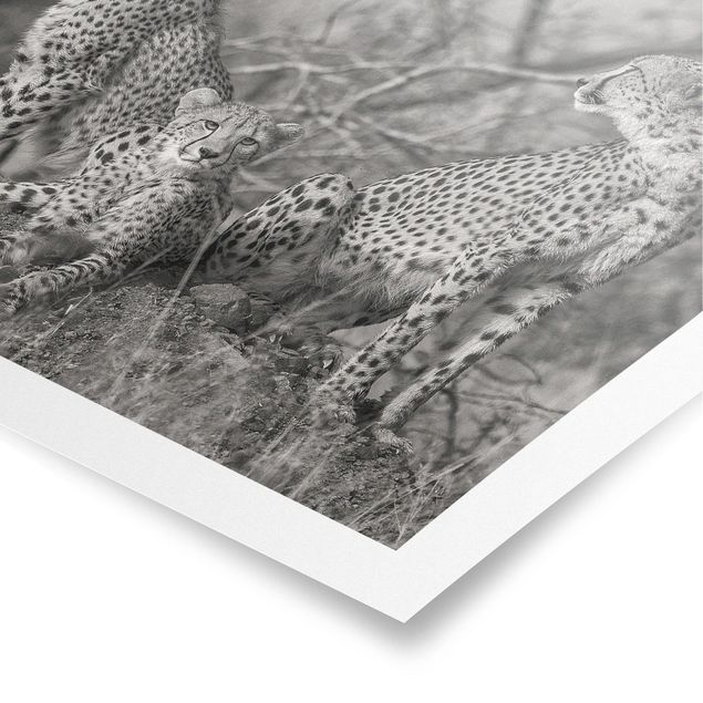 Poster - Three Cheetahs
