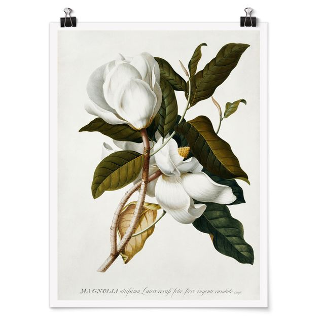Poster - Georg Dionysius Ehret - Magnolia