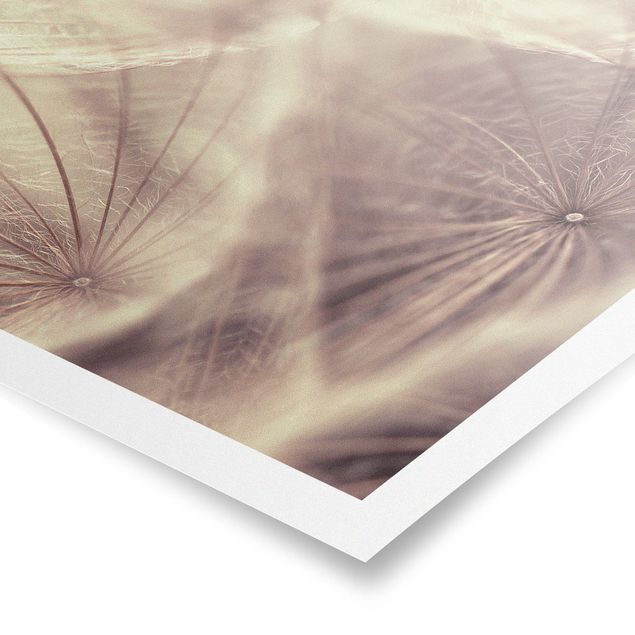 Poster - Detailed Dandelion Macro Shot With Vintage Blur Effect