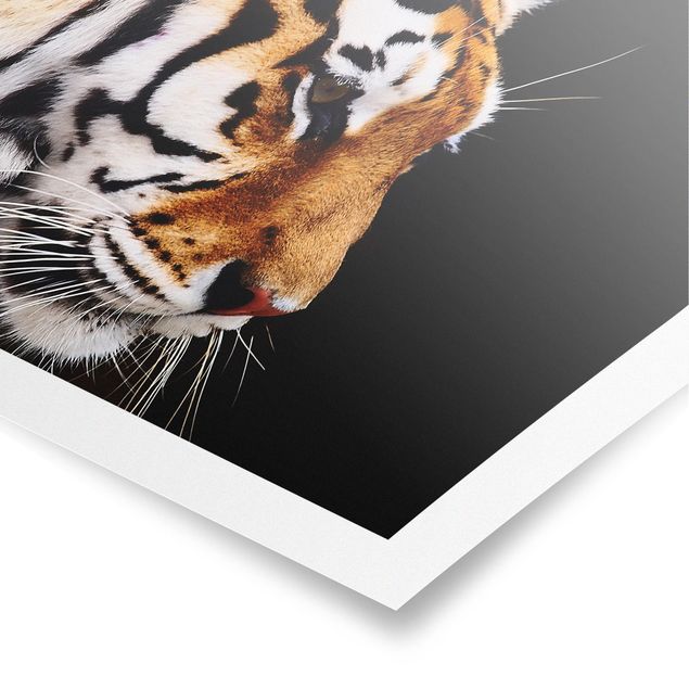 Poster - Tiger Beauty