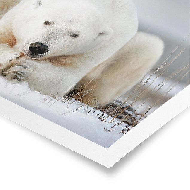 Poster - Contemplative Polar Bear