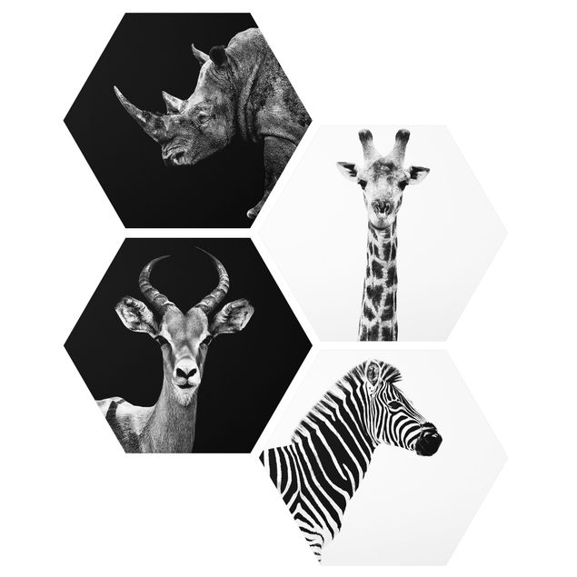 Forex hexagon - Safari Quartet