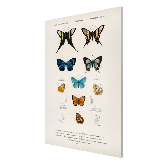 Magnetic memo board - Vintage Board Butterflies I