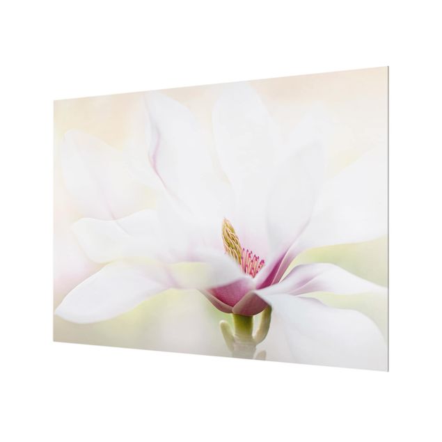 Glass Splashback - Delicate Magnolia Blossom - Landscape 3:4