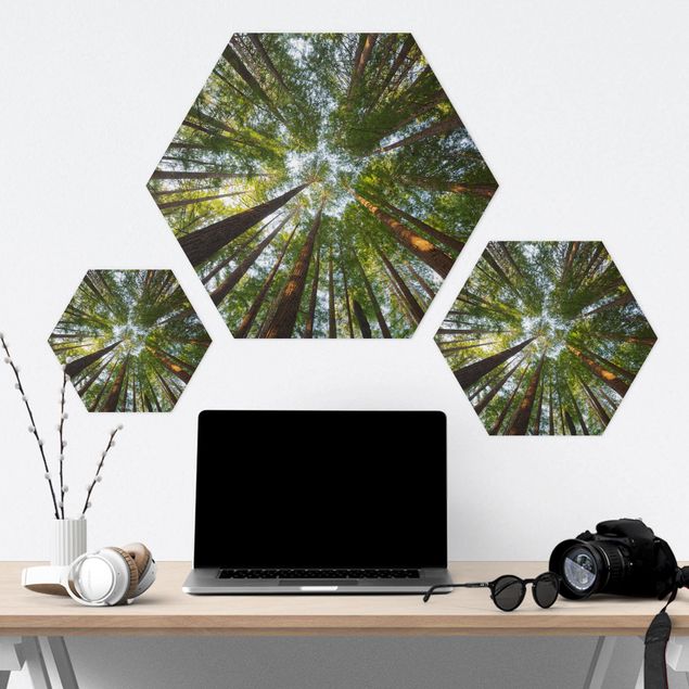 Forex hexagon - Sequoia Tree Tops
