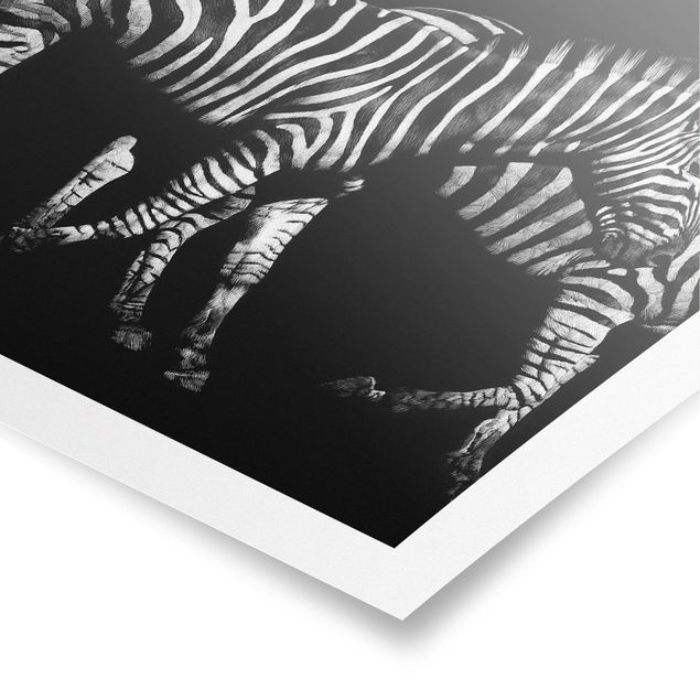 Poster - Zebra In The Dark