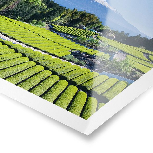 Poster - Tea Fields In Front Of The Fuji