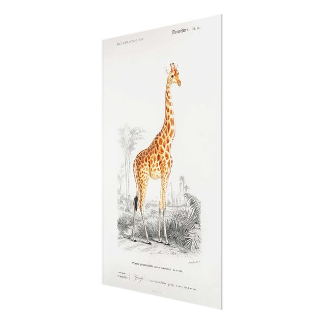 Glass print - Vintage Board Giraffe