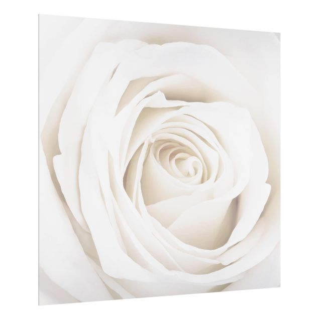 Glass Splashback - Pretty White Rose - Square 1:1