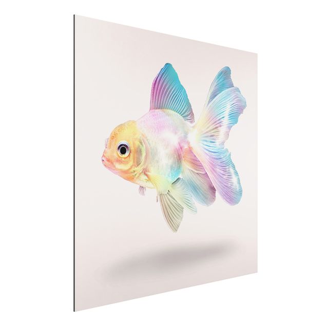 Aluminium dibond Fish In Pastel