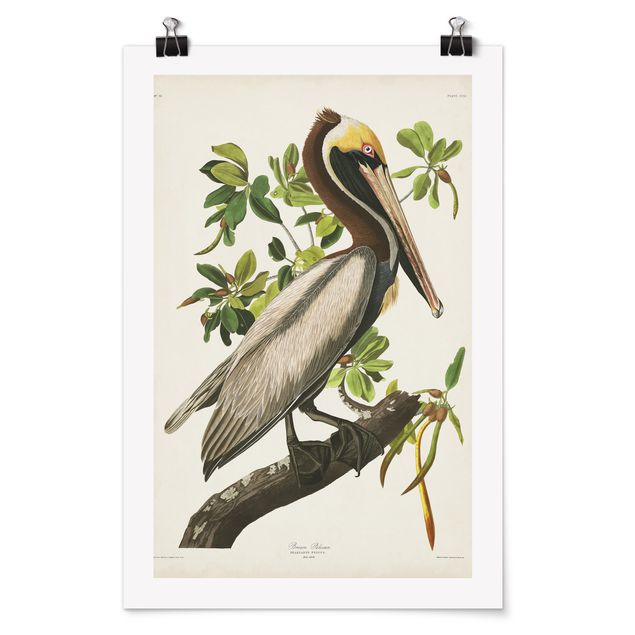 Poster - Vintage Board Brown Pelican