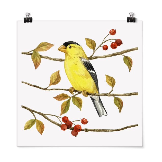 Poster - Birds And Berries - American Goldfinch