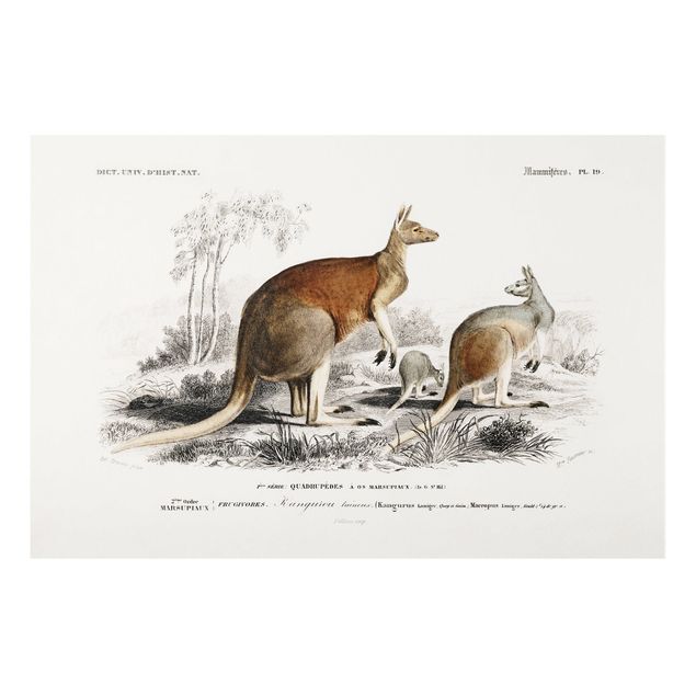 Print on forex - Vintage Board Kangaroo