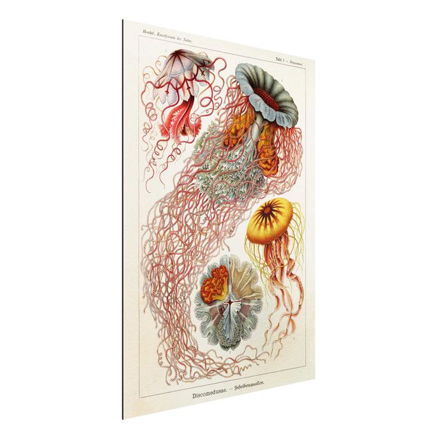 Alu dibond Vintage Board Jellyfish