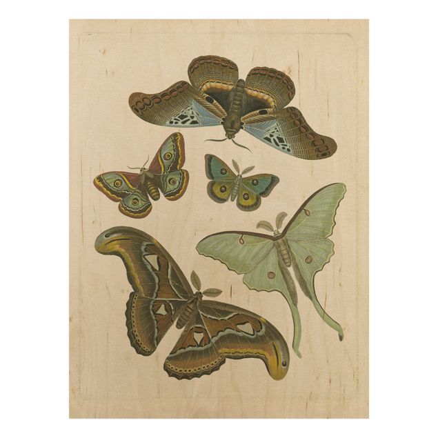 Print on wood - Vintage Illustration Exotic Butterflies II