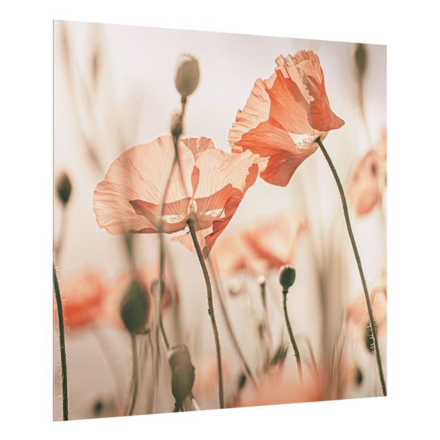 Splashback - Poppy Flowers In Summer Breeze - Square 1:1