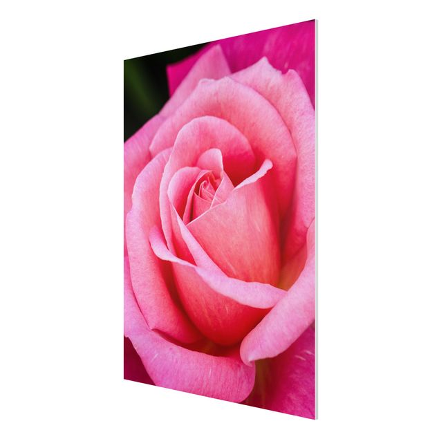 Print on forex - Pink Rose Flowers Green Backdrop
