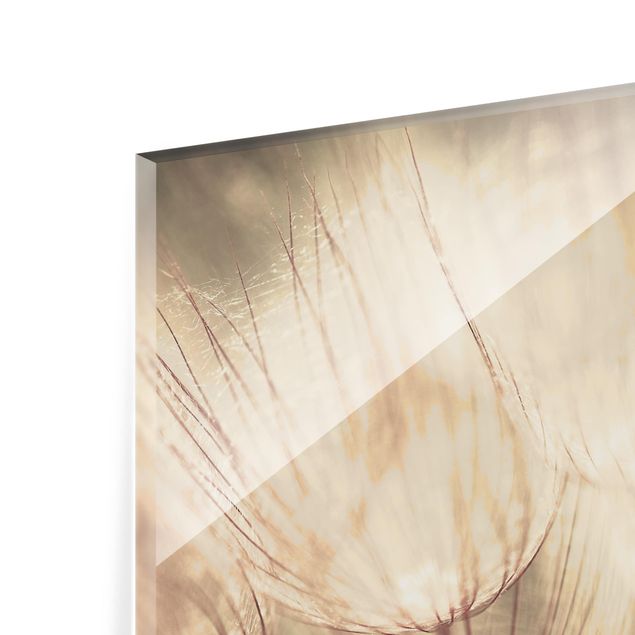 Glass Splashback - Dandelions Close-Up In Homely Sepia Tones - Landscape 3:4