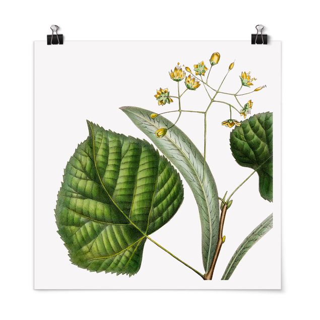 Poster - Foliage With Flowers I