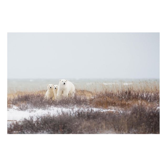 Forex print - Polar Bear And Her Cubs